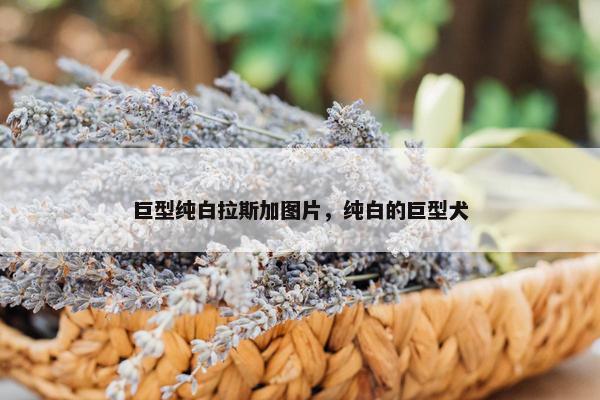巨型纯白拉斯加图片，纯白的巨型犬