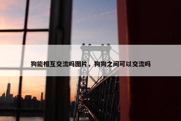 狗能相互交流吗图片，狗狗之间可以交流吗