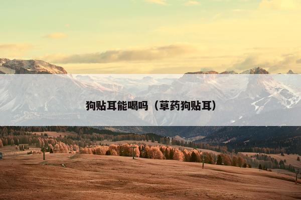 狗贴耳能喝吗（草药狗贴耳）