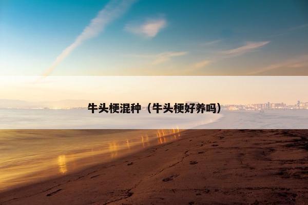 牛头梗混种（牛头梗好养吗）
