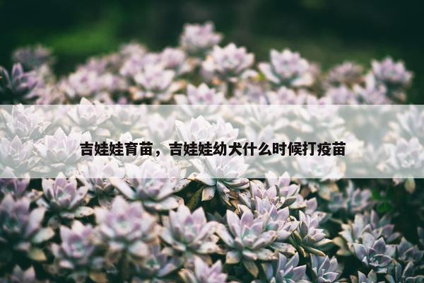 吉娃娃育苗，吉娃娃幼犬什么时候打疫苗