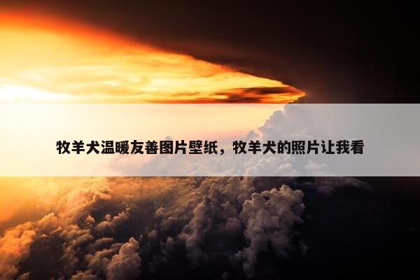 牧羊犬温暖友善图片壁纸，牧羊犬的照片让我看