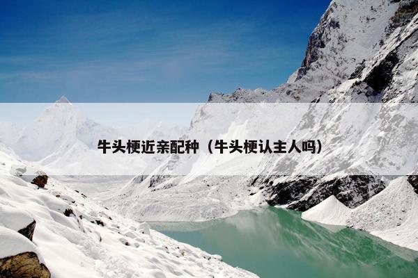 牛头梗近亲配种（牛头梗认主人吗）