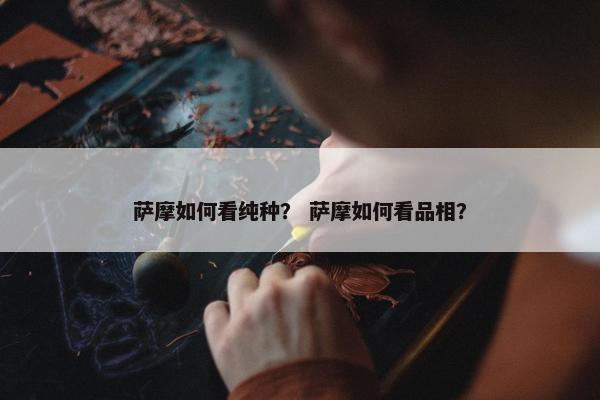 萨摩如何看纯种？ 萨摩如何看品相？