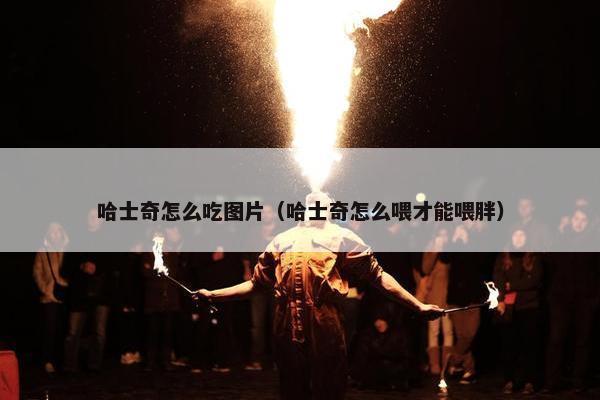 哈士奇怎么吃图片（哈士奇怎么喂才能喂胖）
