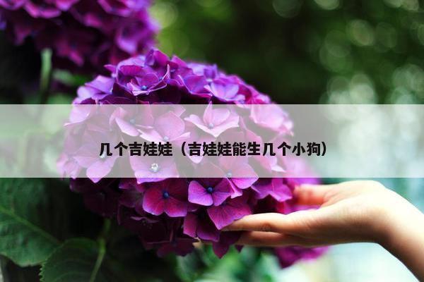 几个吉娃娃（吉娃娃能生几个小狗）