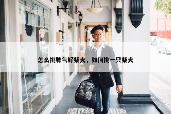 怎么挑脾气好柴犬，如何挑一只柴犬