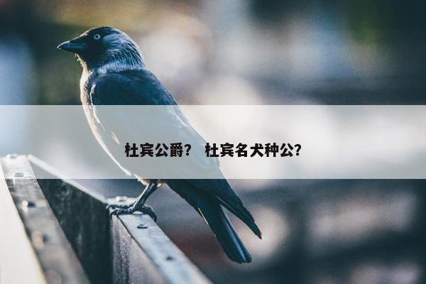 杜宾公爵？ 杜宾名犬种公？