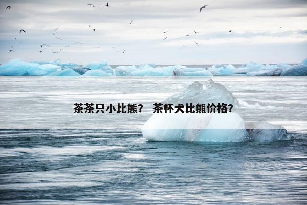 茶茶只小比熊？ 茶杯犬比熊价格？