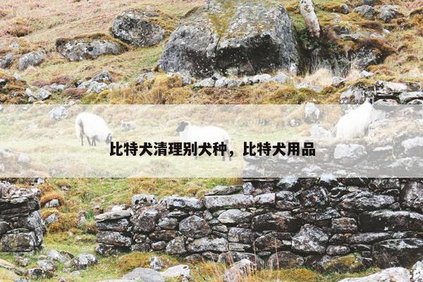 比特犬清理别犬种，比特犬用品