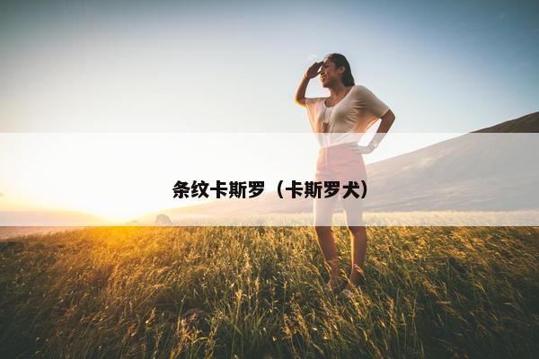 条纹卡斯罗（卡斯罗犬）