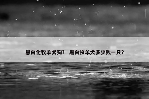 黑白化牧羊犬狗？ 黑白牧羊犬多少钱一只？