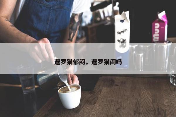 暹罗猫郁闷，暹罗猫闹吗