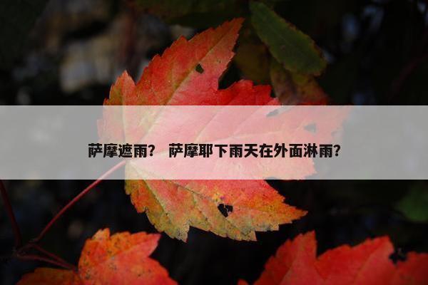 萨摩遮雨？ 萨摩耶下雨天在外面淋雨？