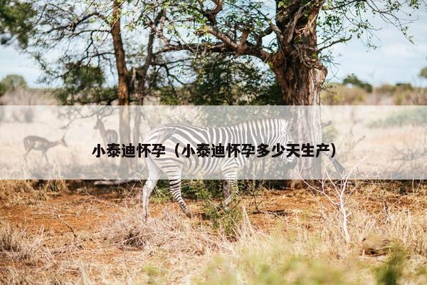 小泰迪怀孕（小泰迪怀孕多少天生产）