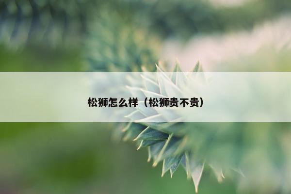 松狮怎么样（松狮贵不贵）