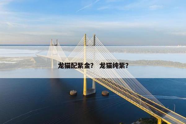 龙猫配紫金？ 龙猫纯紫？