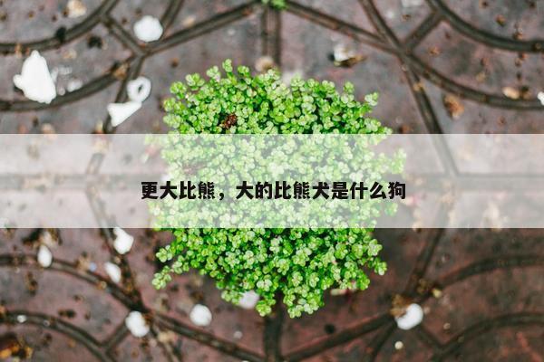 更大比熊，大的比熊犬是什么狗