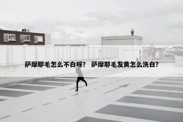 萨摩耶毛怎么不白呀？ 萨摩耶毛发黄怎么洗白？