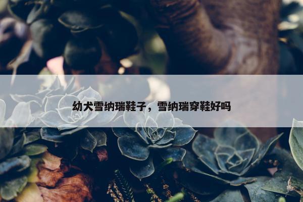 幼犬雪纳瑞鞋子，雪纳瑞穿鞋好吗