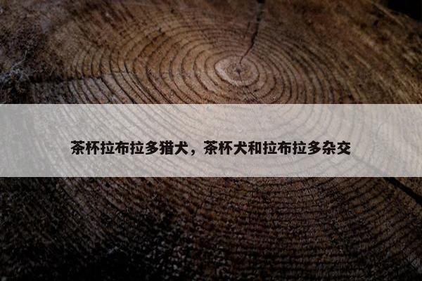 茶杯拉布拉多猎犬，茶杯犬和拉布拉多杂交