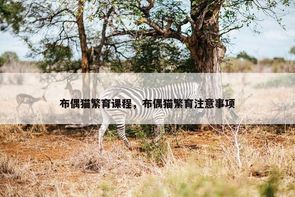 布偶猫繁育课程，布偶猫繁育注意事项