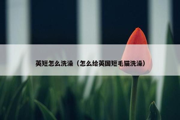 英短怎么洗澡（怎么给英国短毛猫洗澡）