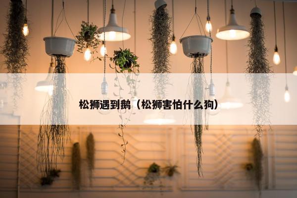 松狮遇到鹅（松狮害怕什么狗）