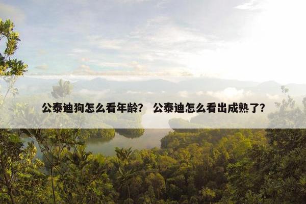 公泰迪狗怎么看年龄？ 公泰迪怎么看出成熟了？