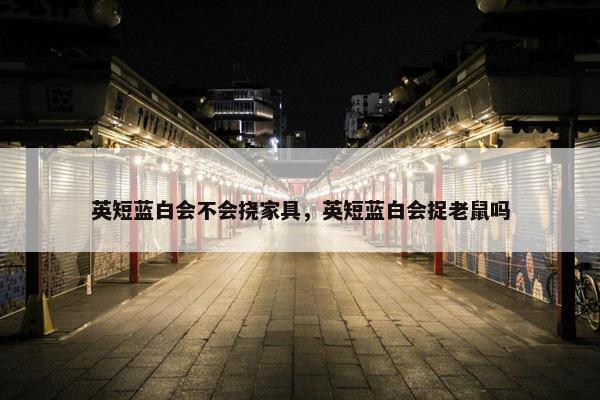 英短蓝白会不会挠家具，英短蓝白会捉老鼠吗