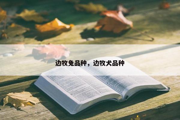 边牧兔品种，边牧犬品种