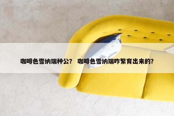 咖啡色雪纳瑞种公？ 咖啡色雪纳瑞咋繁育出来的？