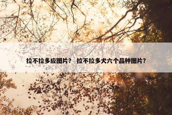 拉不拉多应图片？ 拉不拉多犬六个品种图片？