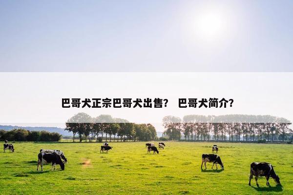 巴哥犬正宗巴哥犬出售？ 巴哥犬简介？