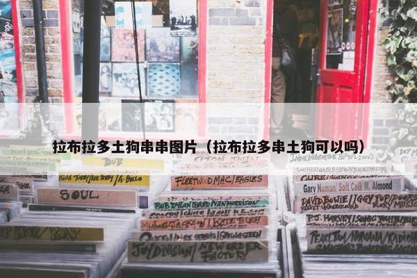 拉布拉多土狗串串图片（拉布拉多串土狗可以吗）