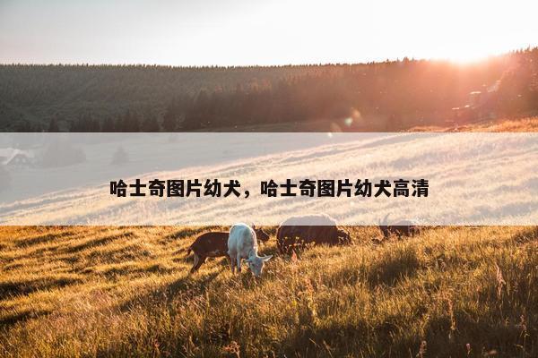 哈士奇图片幼犬，哈士奇图片幼犬高清