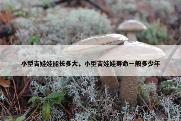 小型吉娃娃能长多大，小型吉娃娃寿命一般多少年