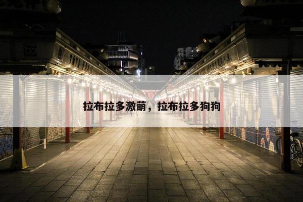 拉布拉多激萌，拉布拉多狗狗