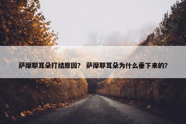 萨摩耶耳朵打结原因？ 萨摩耶耳朵为什么垂下来的？