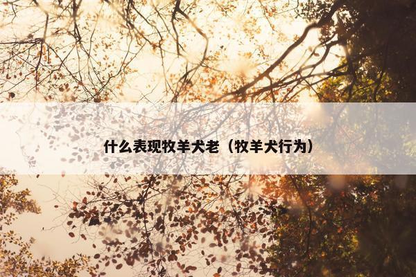 什么表现牧羊犬老（牧羊犬行为）