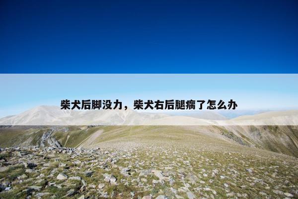 柴犬后脚没力，柴犬右后腿瘸了怎么办