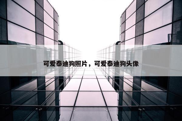 可爱泰迪狗照片，可爱泰迪狗头像
