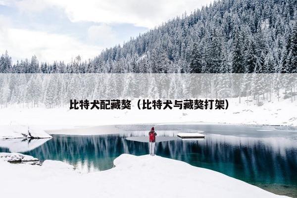 比特犬配藏獒（比特犬与藏獒打架）
