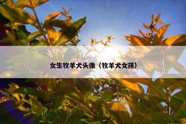 女生牧羊犬头像（牧羊犬女孩）