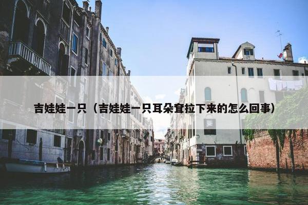 吉娃娃一只（吉娃娃一只耳朵耷拉下来的怎么回事）