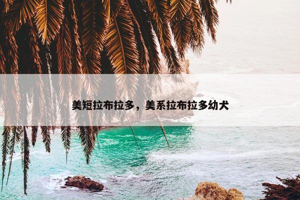 美短拉布拉多，美系拉布拉多幼犬
