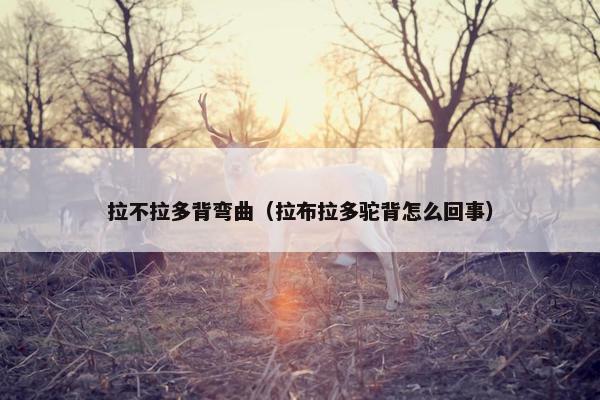 拉不拉多背弯曲（拉布拉多驼背怎么回事）