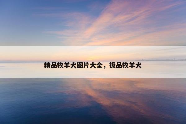 精品牧羊犬图片大全，极品牧羊犬