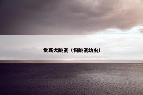 贵宾犬跳蚤（狗跳蚤幼虫）