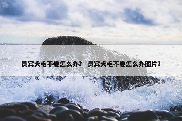 贵宾犬毛不卷怎么办？ 贵宾犬毛不卷怎么办图片？
